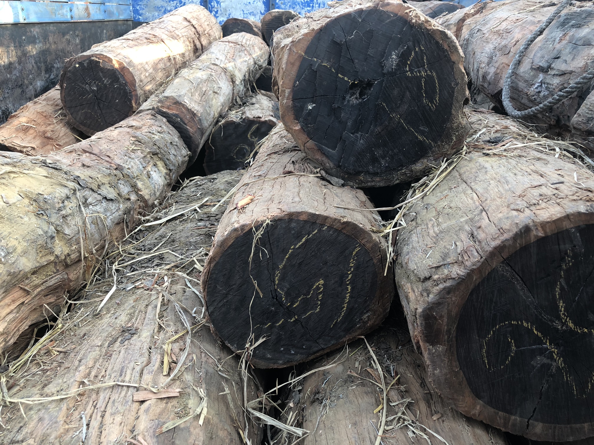 Ebony wood: Ebony Wood Supplier in India